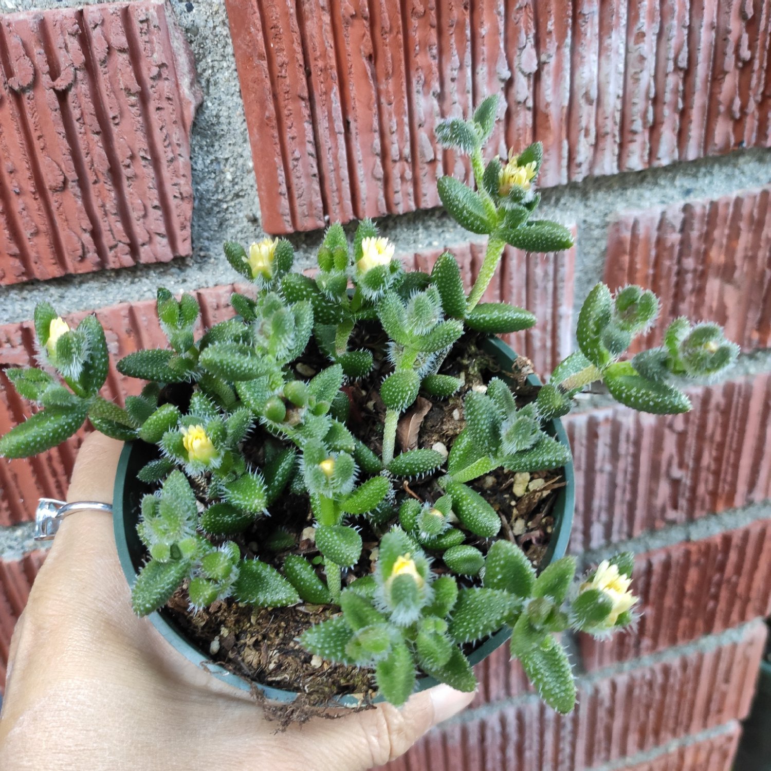 3pcs Delosperma echinatum Pickle Plant Succulent Plant KD004