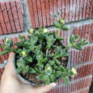 3pcs Delosperma echinatum Pickle Plant Succulent Plant KD004