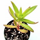 2pcs Crassula capitella 'Campfire' Succulent Plant KD004
