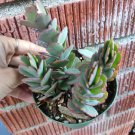 3pcs Kalanchoe fedtschenkoi 'Majestic Scallops' Succulent Plant KD004