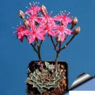1pcs Graptopetalum bellum Succulent Plant