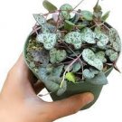 1pcs Ceropegia woodii String of Hearts Succulent Plant