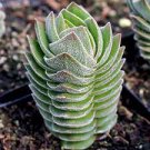 2pcs Crassula 'Buddha's Temple' Succulent Live Plant KD004
