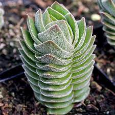 3pcs Crassula 'Buddha's Temple' Succulent Live Plant KD004