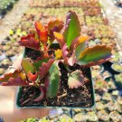 1pcs Peperomia 'Ruby Cascade' Succulent Plant Live Plant KD004