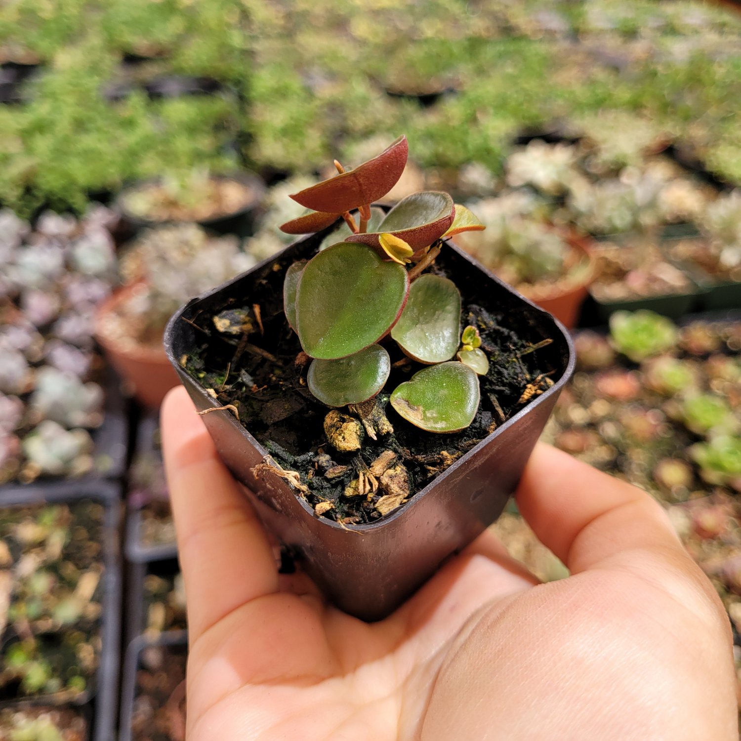 3pcs Peperomia 'Ruby Cascade' Succulent Plant Live Plant KD004