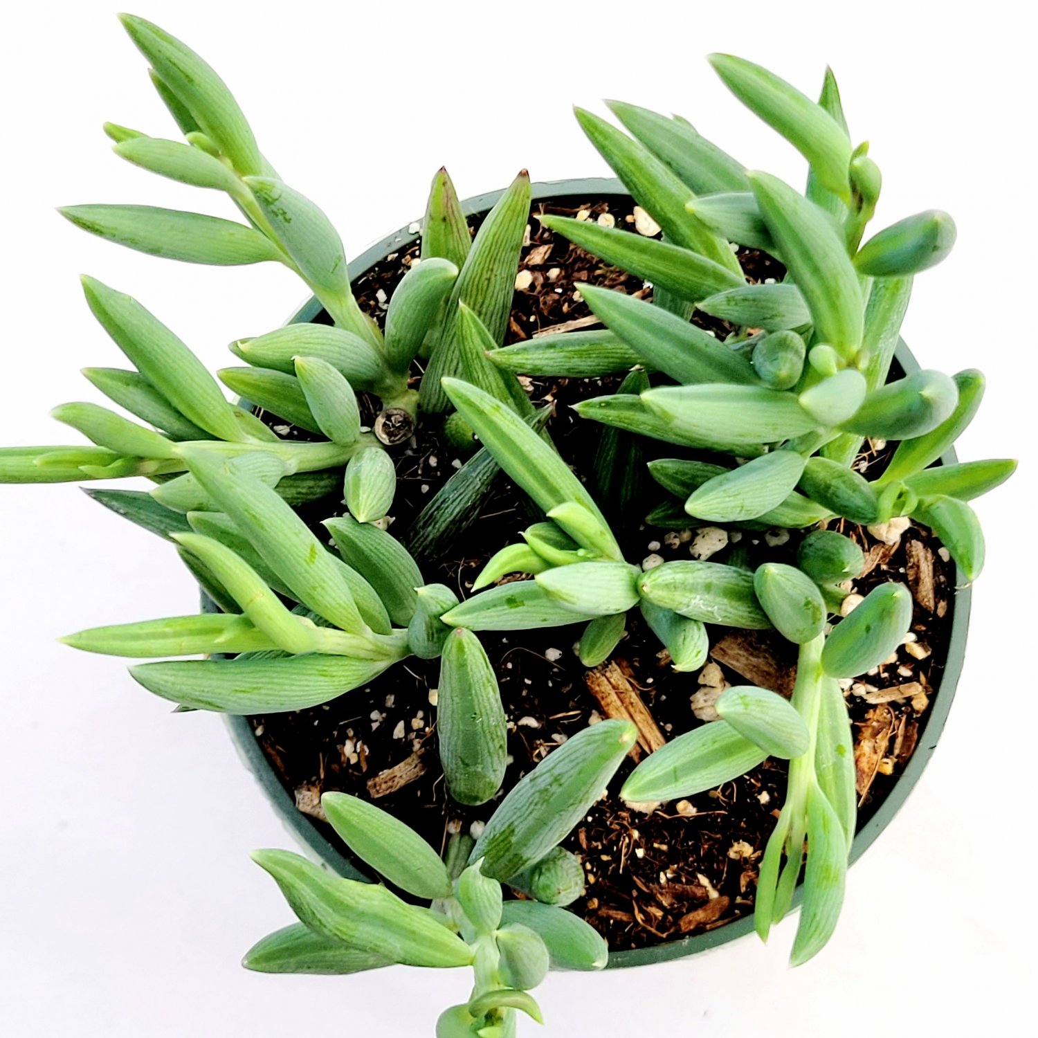 2pcs Peperomia 'Ruby Cascade' Succulent Plant Senecio radicans ' Succulent Live Plant KD004