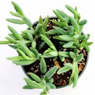 2pcs Peperomia 'Ruby Cascade' Succulent Plant Senecio radicans ' Succulent Live Plant KD004