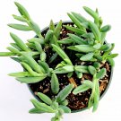 3pcs Peperomia 'Ruby Cascade' Succulent Plant Senecio radicans ' Succulent Live Plant KD004
