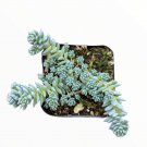 2pcs Sedum dasyphyllum 'Himalayan Skies' Succulent Plant Live Plant KD004