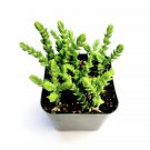 1pcs Crassula muscosa 'Watch Chain' Succulent Plant Live Plant KD004