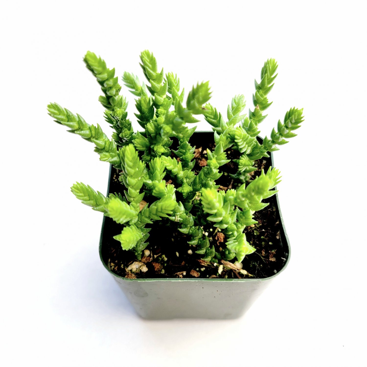 3pcs Crassula muscosa 'Watch Chain' Succulent Plant Live Plant KD004