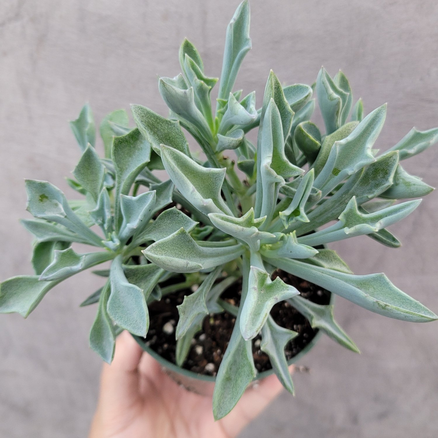 2pcs Senecio kleiniiformis - Spear Head Succulent Plant Live Plant KD004