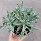 2pcs Senecio kleiniiformis - Spear Head Succulent Plant Live Plant KD004