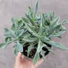 3pcs Senecio kleiniiformis - Spear Head Succulent Plant Live Plant KD004
