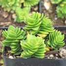 2pcs Crassula 'Spiralis Estagnol' Succulent Plant Live Plant KD004