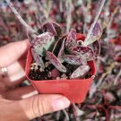 2pcs Adromischus trigynus 'Calico Hearts' Succulent Plant Live Plant KD004