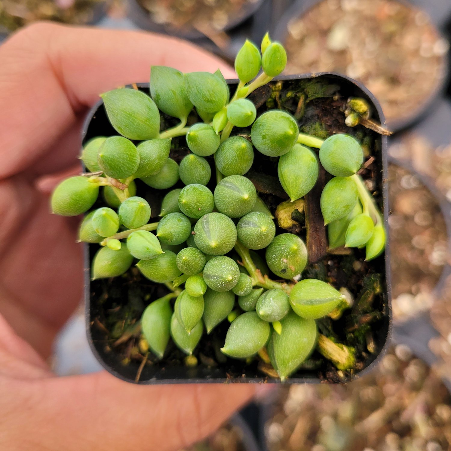 2pcs String of Raindrops Senecio Succulent Plant Live Plant KD004