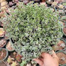 2pcs Crassula pruinosa Succulent Plant Live Plant KD004