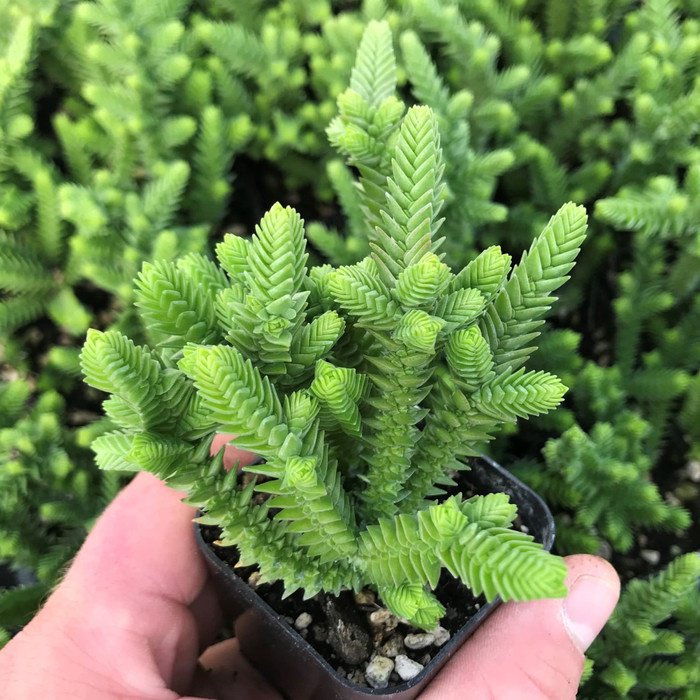 1pcs Crassula muscosa 'Watch Chain' Succulent Plant Live Plant KD004