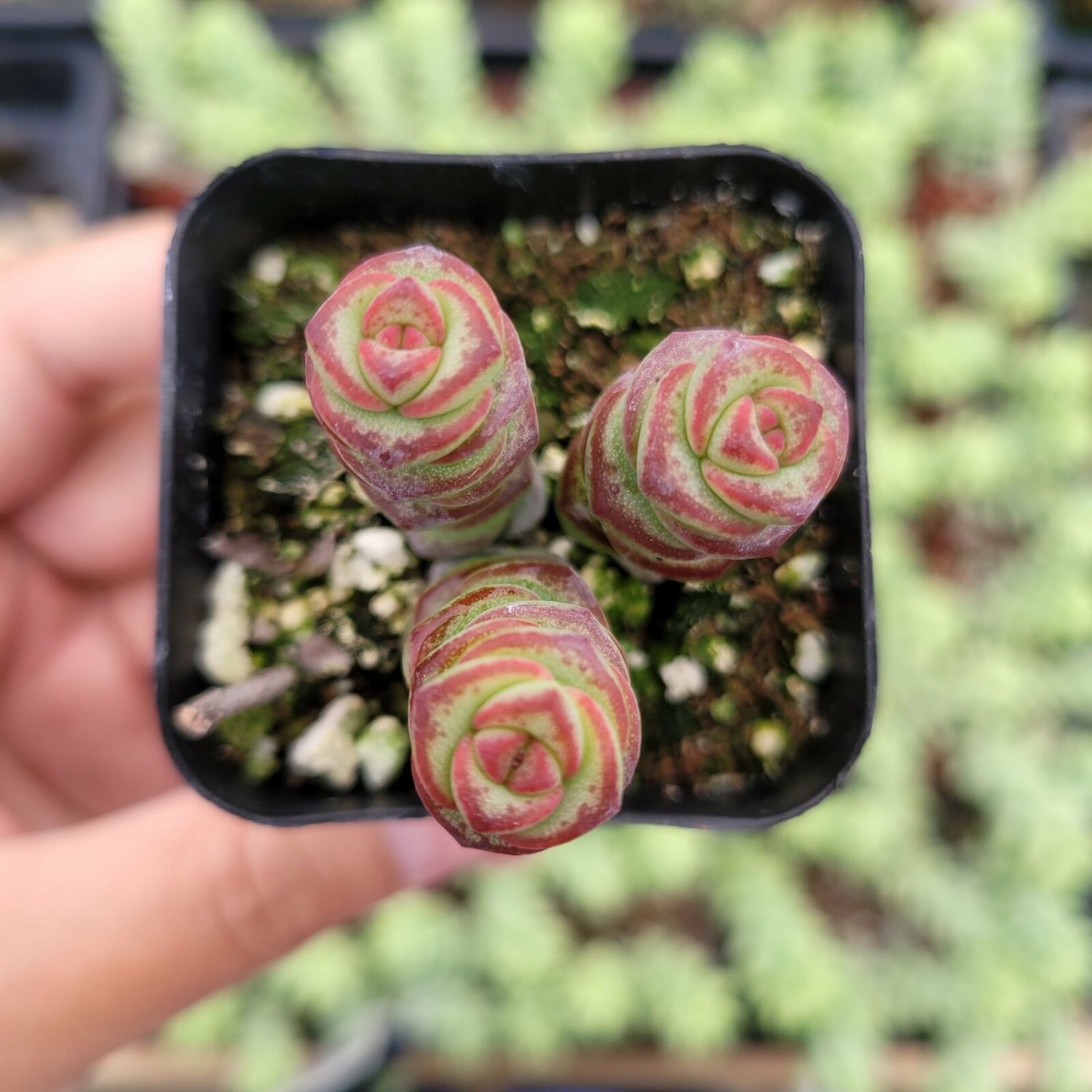1pcs Crassula 'Jade Necklace' Succulent Plant Live Plant KD004