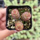 4pcs Crassula 'Jade Necklace' Succulent Plant Live Plant KD004
