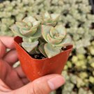 1pcs Crassula 'Ivory Towers' Succulent Plant Live Plant KD004