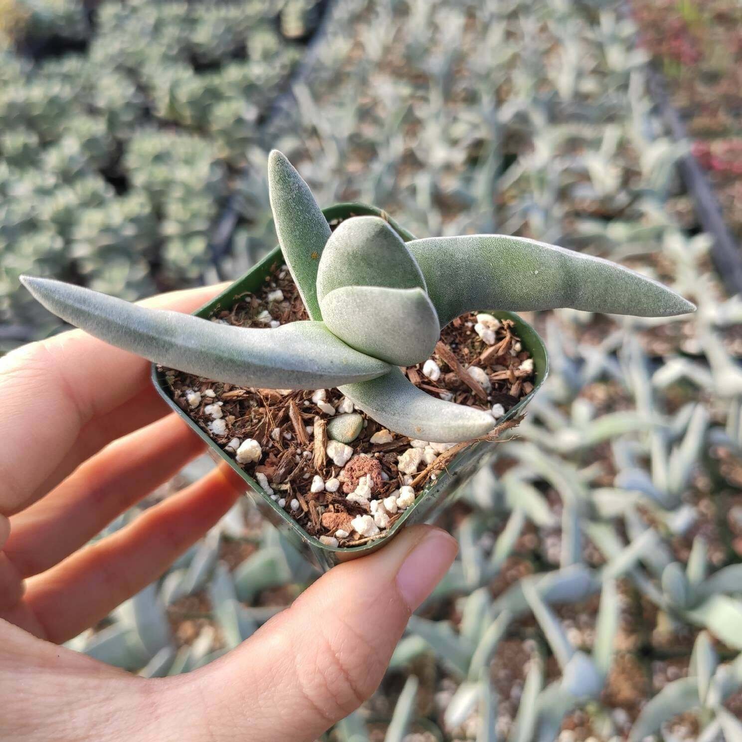 2pcs 4inch Crassula falcata 'Propeller Plant' Succulent Plant Live Plant KD004