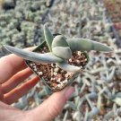 2pcs 4inch Crassula falcata 'Propeller Plant' Succulent Plant Live Plant KD004