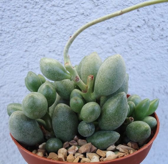 1pcs 2inch Adromischus oviforme Succulent Plant Live Plant KD004