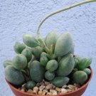 1pcs 2inch Adromischus oviforme Succulent Plant Live Plant KD004