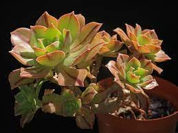 1pcs 2inch Aeonium leucoblepharum Succulent Plant Live Plant KD004