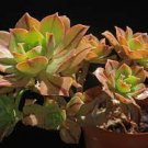 2pcs 2inch Aeonium leucoblepharum Succulent Plant Live Plant KD004