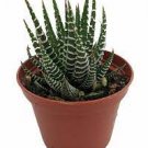 3pcs Haworthia fasciata - Zebra Plant Succulent Plant Live Plant KD004