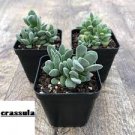 2pcs Crassula 'Fallwood' Succulent Plant Live Plant KD004