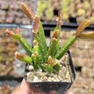 2pcs Rhipsalis Cereoides Succulent Plant Live Plant KD004