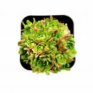 2pcs Rosularia Platyphylla Succulent Plant Live Plant KD004