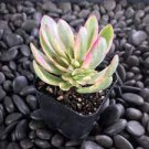 2pcs Crassula swaziensis Variegata 'Money Maker' Succulent Plant Live Plant KD004