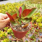 3pcs Crassula streyi 'Pondo Cliff' Succulent Plant Live Plant KD004