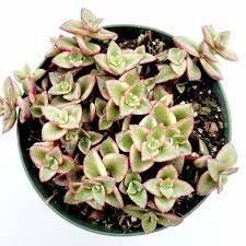 2pcs Crassula marginalis rubra 'Variegata' "Calico Kitten" Succulent Plant Live Plant KD004