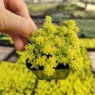 3pcs Sedum japonicum 'Tokyo Sun' Succulent Plant Live Plant KD004