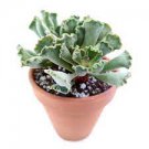 3pcs Adromischus Christatus Succulent Plant Live Plant KD004