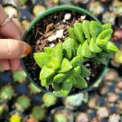 3pcs Crassula 'Springtime' Succulent Plant Live Plant KD004