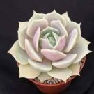 3pcs Echeveria 'Lola' Succulent Plant Live Plant KD004