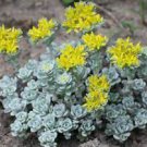 1pcs Sedum spathulifolium 'Cape Blanco' Stonecrop Succulent Plant Live Plant KD004
