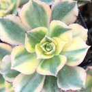 3pcs Aeonium 'Sunburst' Succulent Plant Live Plant KD004