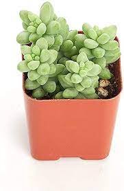 2pcs Sedum Burrito Donkey Tail Succulent Plant Live Plant KD004