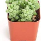 3pcs Sedum Burrito Donkey Tail Succulent Plant Live Plant KD004