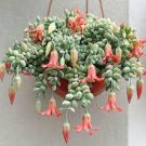 1pcs Cotyledon pendens Succulent Plant Live Plant KD004