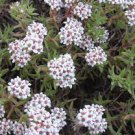 2pcs Crassula pruinosa Succulent Plant Live Plant KD004